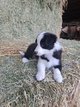 Chiots Border Collie