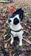 Magnifiques chiots croiss Border collie / Akita