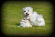 Chiots Bichon Maltais nain