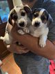 Jack Russel Terrier