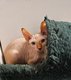 4 Adorables sphynx
