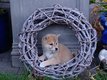 Superbes shiba inu