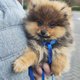 Spitz nain black and tan (LOSH)