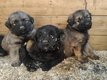 Chiots Berger du Caucase x bouvier des flandres,...