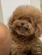 Spitz nainXcaniche toy