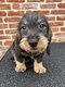 Chiots Teckel  poil dur (parents prsents)