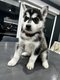 Husky de Sibrie