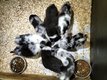 Chiots border collie