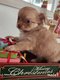 Chiot chihuahua  poils long
