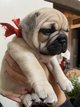 Chiots bouledogue franais