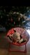 Chiot berger australien
