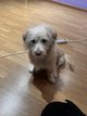 Labrador x golden retriever mix