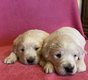 Chiot golden  la rservation