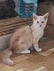 Magnifiques chatons maine coon disponibles...