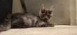 2 Magnifiques chattes maine coon disponibles...