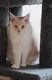 3 magnifiques maine coons disponibles...