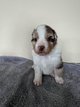 Chiots berger Australien