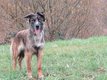 Croise border collie/berger allemand ancienne...