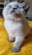 Chatons British fawn,Golden,silver.