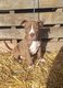 American bully xl