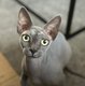 Deux  petites femelles sphynx