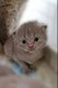 Scottish Fold
