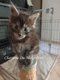 Superbe Bbs Maine Coon
