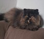 Chaton persan