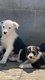 Chiots border collie tricolores