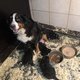 Magnifiques chiots bouviers pure race