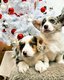 Welsh corgi pembroke aux yeux bleus ns dans la...