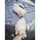 Bichon maltais