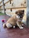 Chiots Shiba inu (parents prsents)