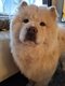 Chow chow  donner