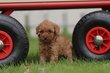 Caniche Nain , elevage Belge