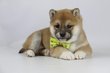 Shiba Inu chiots . Elevage 100 % Belge