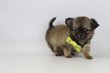 Chihuahua chiots, levage Chihuahua en Belgique