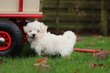 Bichon Maltais, chiots , elevage Belge