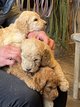 Labradoodle chiots . Elevage 100 % Belge