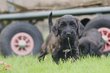 Cockapoo chiots, elevage Belge, parents visible