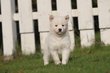 Mini Husky, Pomsky Elevage Belge