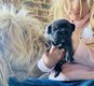 3 merveilleux chiots bouledogue franais