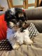 Shih Tzu chiots