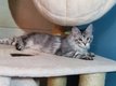 Superbes  chatons maine coon's  a  vendre