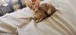 Superbes orientaux shorthair 1 mle et une...