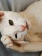 Superbe orientale shorthair white