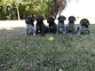 Chiots Drahthaar