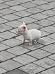 Chiots Chihuahua poils courts