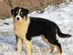 Adorables chiots Berger australiens  rserver