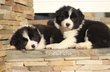 Chiots border collie
